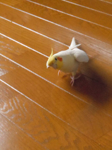 マルといっしょ