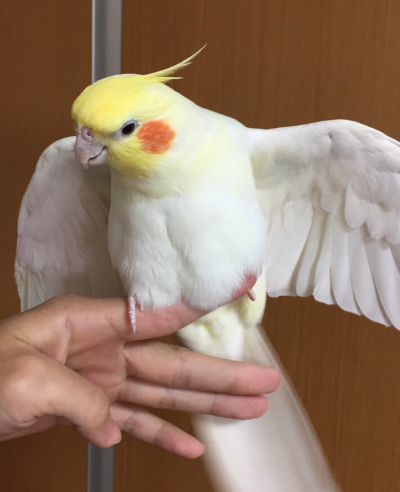 今更ながらに大発見したオカメインコの秘密 マルといっしょ Powered By ライブドアブログ 今更ながらに大発見したオカメインコの秘密 マルといっしょ Powered By ライブドアブログ