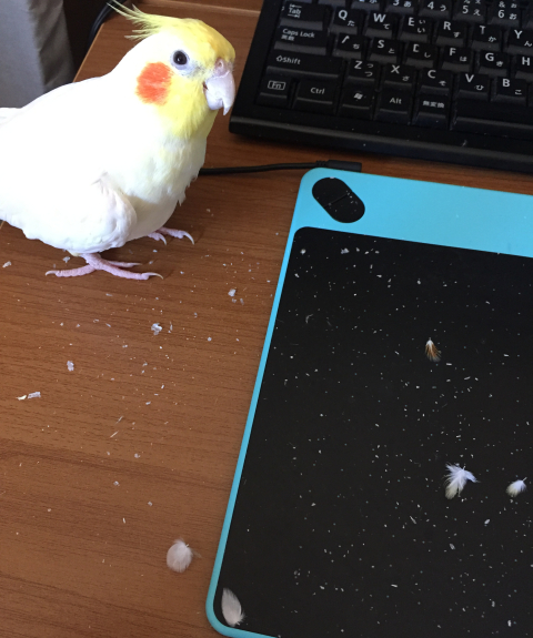 インコから出る噂の白い粉について マルといっしょ Powered By ライブドアブログ