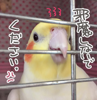 マルの見事な怒り顔 マルといっしょ Powered By ライブドアブログ