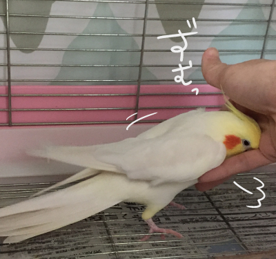 まるでぶつかり稽古なオカメインコの威嚇行動 マルといっしょ Powered By ライブドアブログ