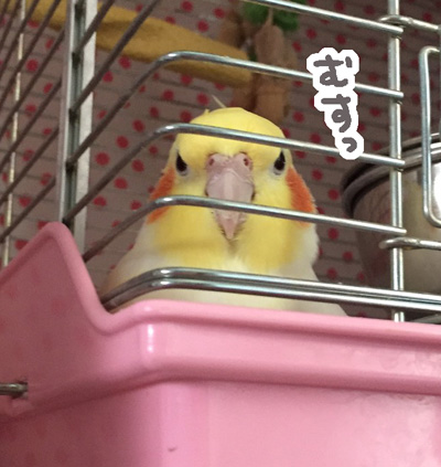 マルの見事な怒り顔 マルといっしょ Powered By ライブドアブログ