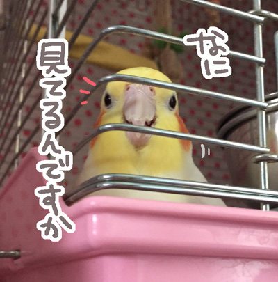 マルの見事な怒り顔 マルといっしょ Powered By ライブドアブログ