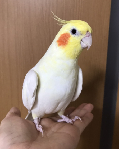 こんなにも可愛い顔をして なかなか狂暴なオカメインコ マルといっしょ Powered By ライブドアブログ