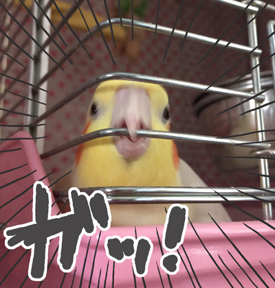 マルの見事な怒り顔 マルといっしょ Powered By ライブドアブログ