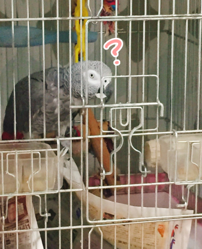 S__43335686