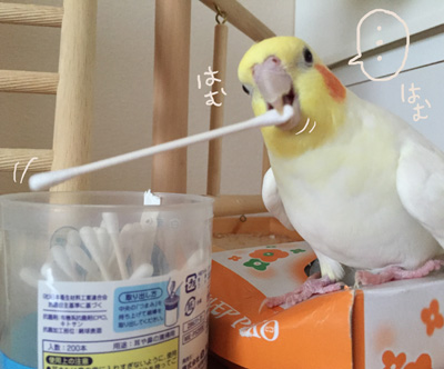 大体のオカメインコが好きな遊び マルといっしょ Powered By ライブドアブログ 大体のオカメインコが好きな遊び マルといっしょ Powered By ライブドアブログ