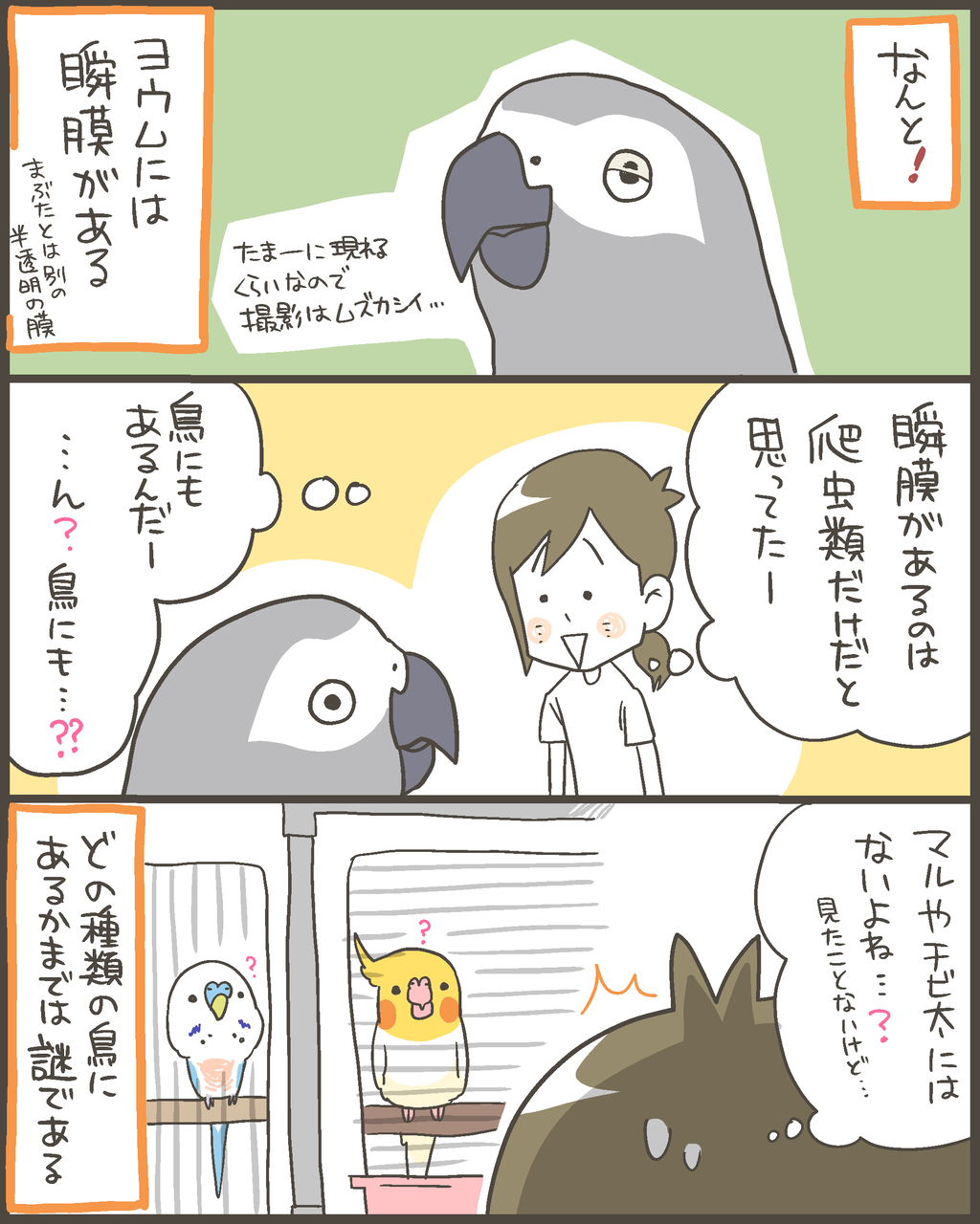ヨウムの福は瞬膜があるー マルといっしょ Powered By ライブドアブログ ヨウムの福は瞬膜があるー マルといっしょ Powered By ライブドアブログ