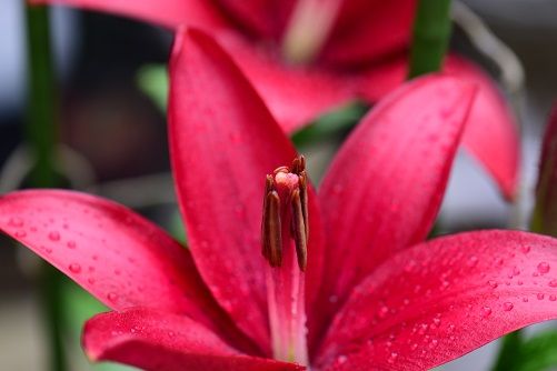 赤いカサブランカの花 風 赤いカサブランカの花 風