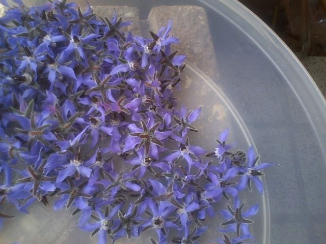 ボリジの押し花と砂糖漬け 風