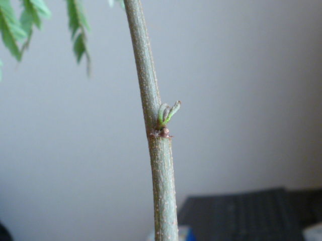 エバーフレッシュ 葉が落ちる原因 趣味の観葉植物 育成日記 エバーフレッシュ 葉が落ちる原因 趣味の観葉植物 育成日記