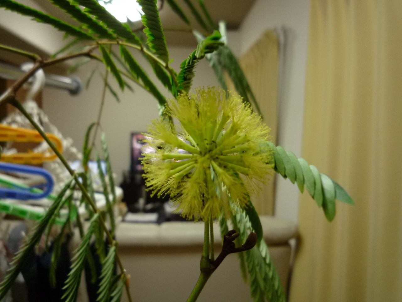 すべての美しい花の画像 新鮮なエバーフレッシュ 花 咲かない すべての美しい花の画像 新鮮なエバーフレッシュ 花 咲かない