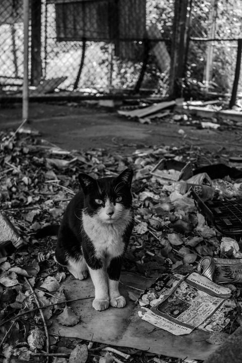 天王寺動物園と猫とちょこっと西成の写真を放出する