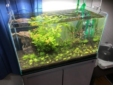 【画像】水草水槽立ち上げて5ヶ月たったからうpする