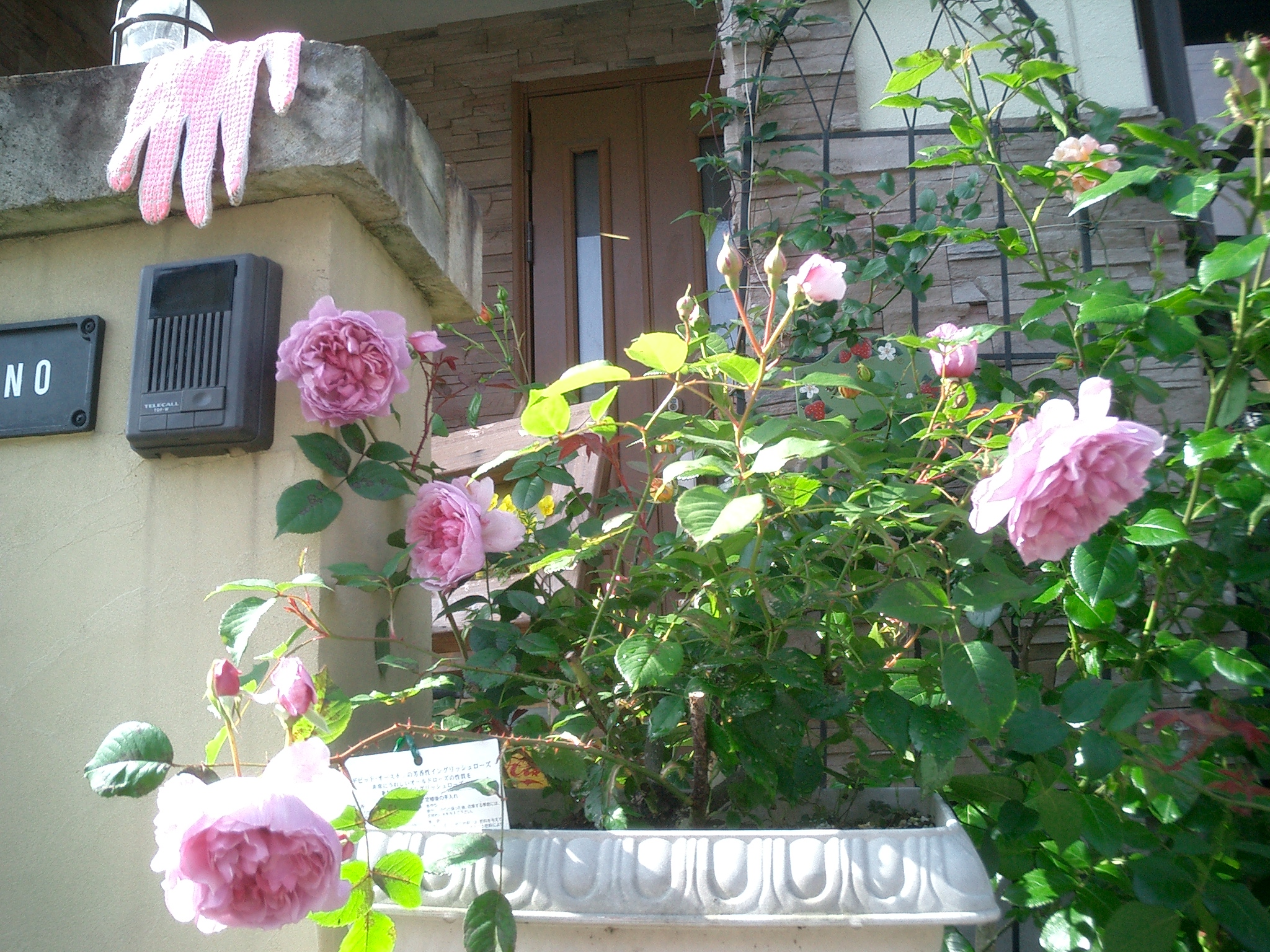 今日のバラ イングリッシュローズ 薔薇とトイプードルと一人っ子