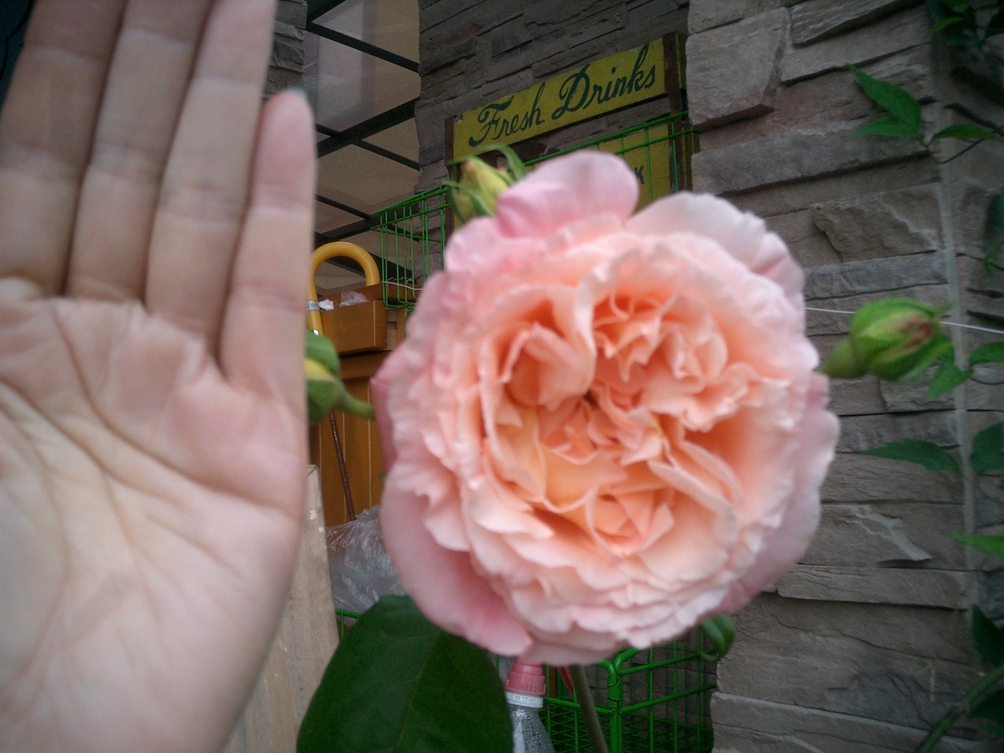 今日のバラ イングリッシュローズ 画像失敗ですがスイート ジュリエット開花 薔薇とトイプードルと一人っ子