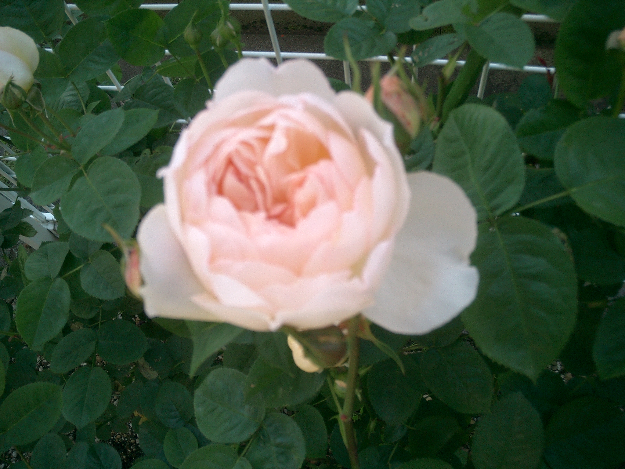 今朝のバラ イングリッシュローズ エブリンポッキっ 泣 薔薇とトイプードルと一人っ子