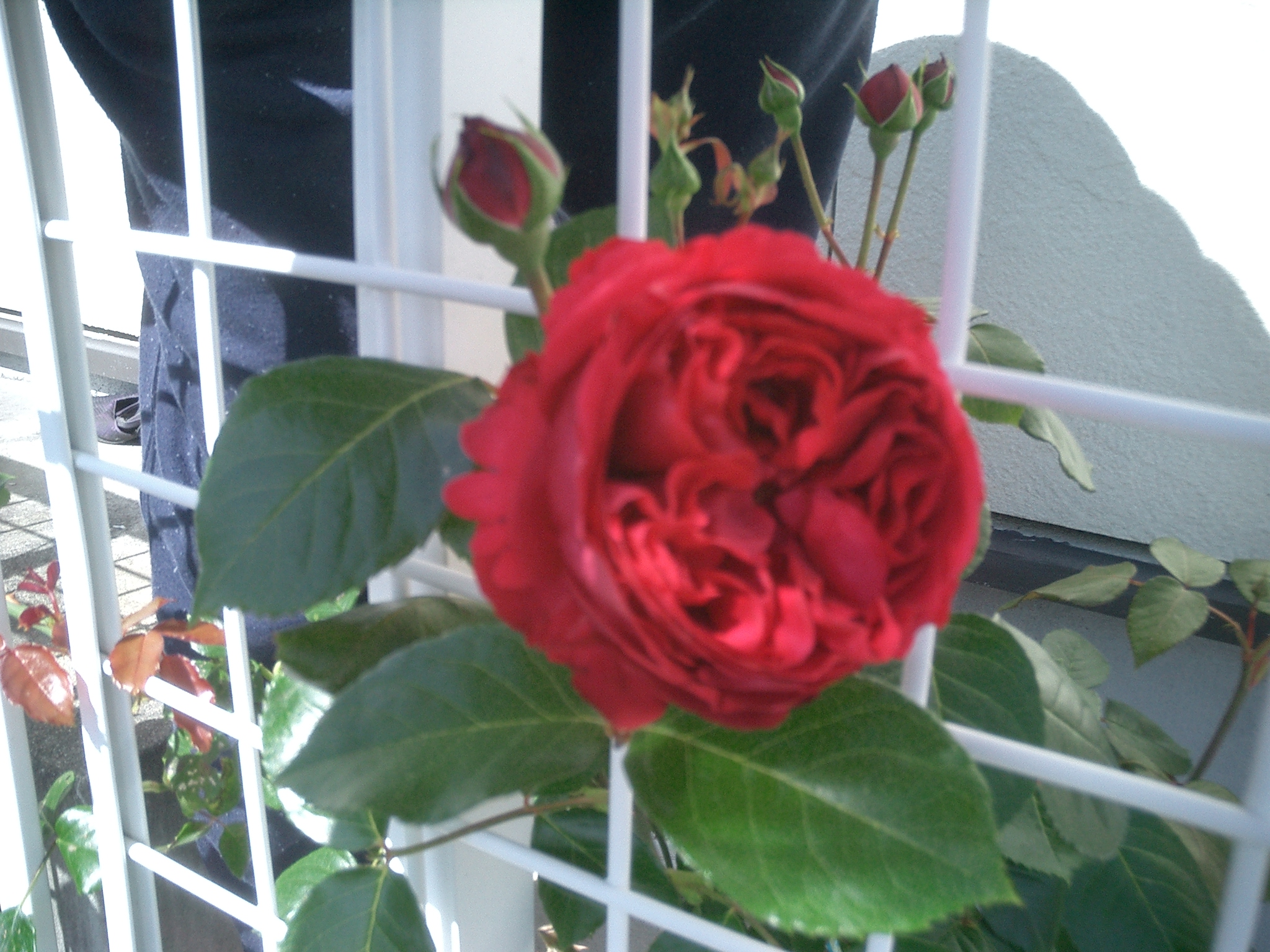 今朝のバラ イングリッシュローズ エブリンポッキっ 泣 薔薇とトイプードルと一人っ子