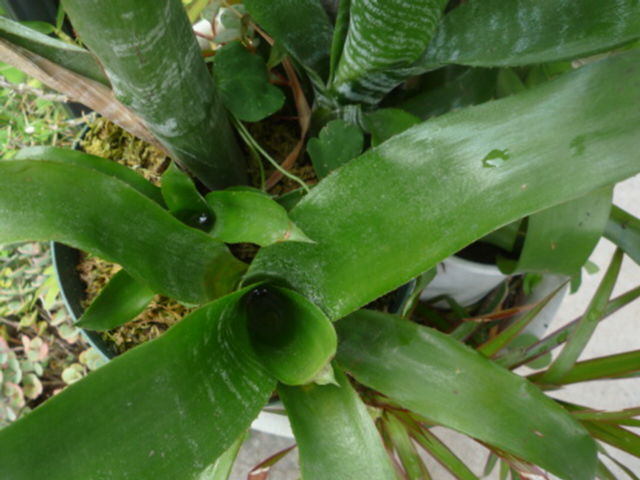 アナナスの仲間 サラダボール