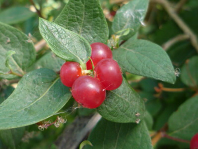 赤い実 サラダボール