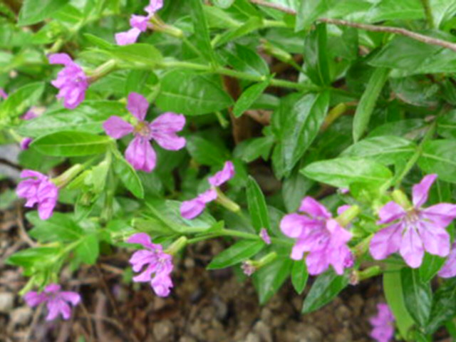 クフｴアの仲間 サラダボール