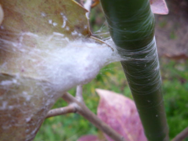 冬眠中 サラダボール