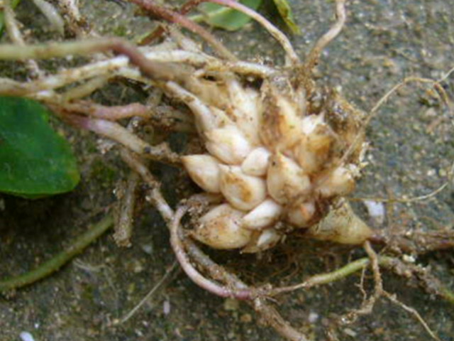 カタバミ科 サラダボール