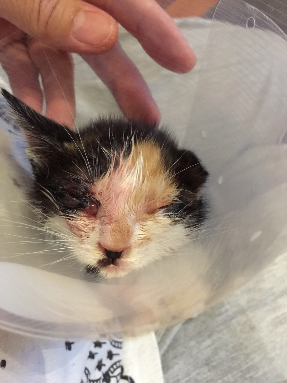 子供がノラ猫を拾ってきたら貴方ならどうしますか 汚うち 家 をスッキリさせて清潔でキチンとした生活を 娘のため