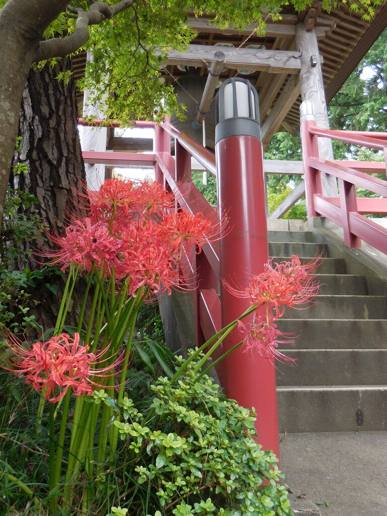 塩船観音寺 霞丘陵自然公園 吹上しょうぶ園の彼岸花 夜迷イビトノ徒然 塩船観音寺 霞丘陵自然公園 吹上しょうぶ園の彼岸花 夜迷イビトノ徒然