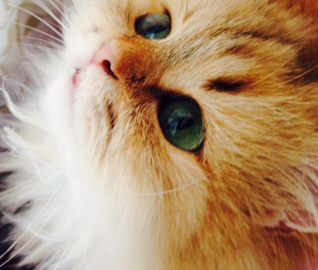 羨ましい完璧なアイメイク かのんがのん 犬猫兎のにぎやかな日々 羨ましい完璧なアイメイク かのんがのん 犬猫兎のにぎやかな日々