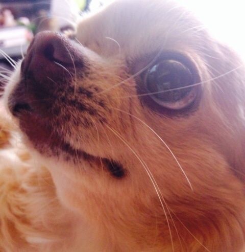 羨ましい完璧なアイメイク かのんがのん 犬猫兎のにぎやかな日々 羨ましい完璧なアイメイク かのんがのん 犬猫兎のにぎやかな日々