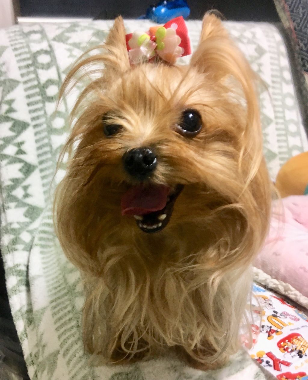 続 トップノット かのんがのん 犬猫兎のにぎやかな日々 続 トップノット かのんがのん 犬猫兎のにぎやかな日々