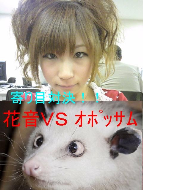 花音ｖｓオポッサム 花音 詩音 の ぽこあぽこどろっぷ