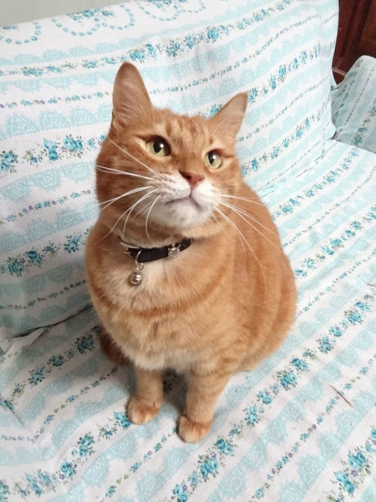 ススキの猫じゃらし争奪戦 最近のお猫様 12 10 19 花音 詩音 の ぽこあぽこどろっぷ ススキの猫じゃらし争奪戦 最近のお猫様 12 10 19 花音 詩音 の ぽこあぽこどろっぷ