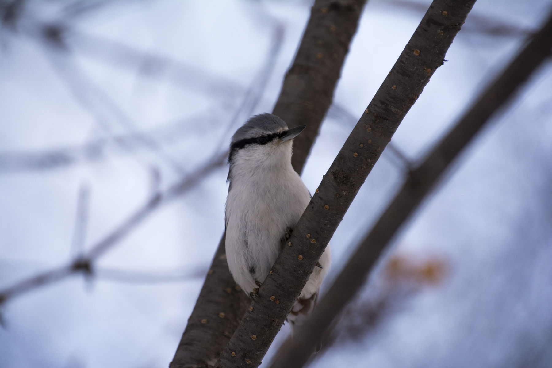旭川の公園で出逢った野鳥たち 15 11 29 天まで届け 旭川の公園で出逢った野鳥たち 15 11 29 天まで届け