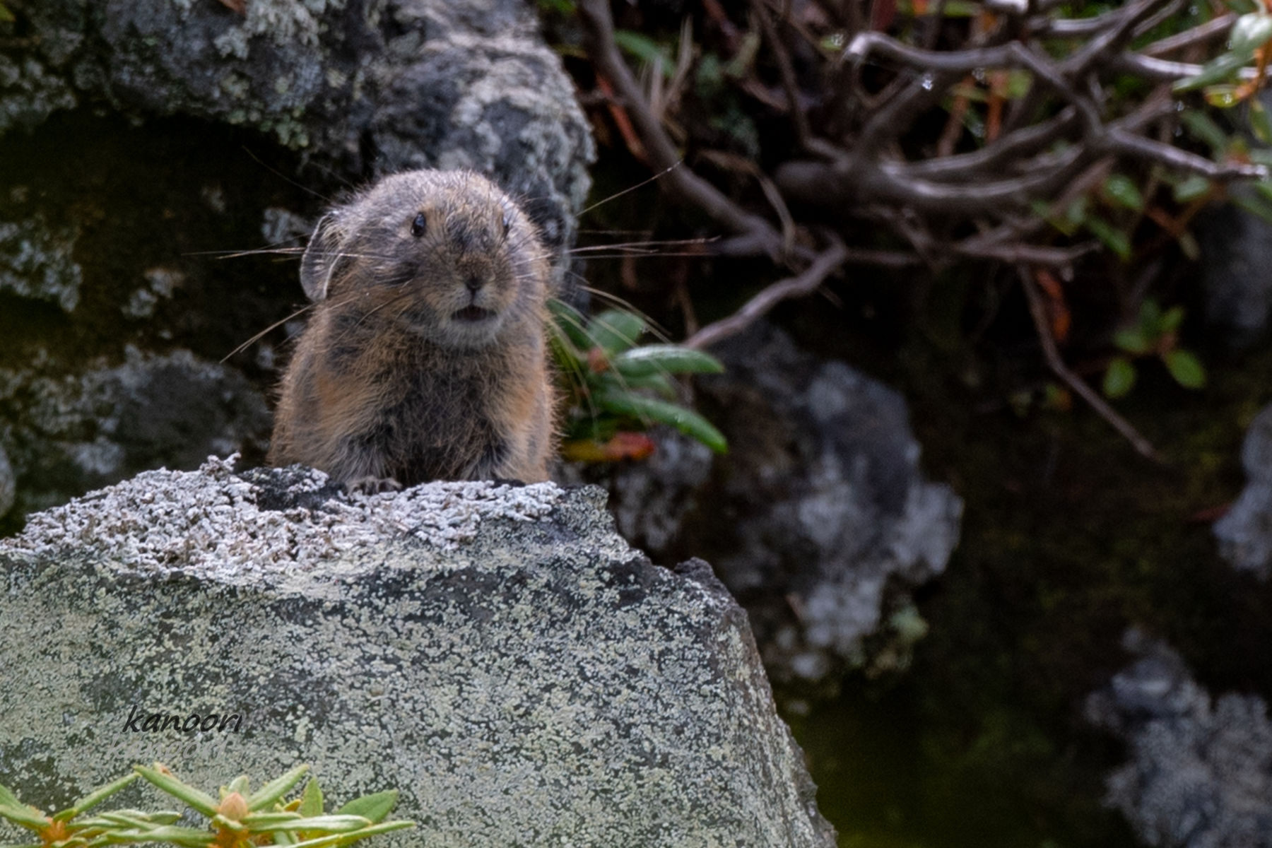 ナキウサギのお山で出会った生き物たち 天まで届け ナキウサギのお山で出会った生き物たち 天まで届け