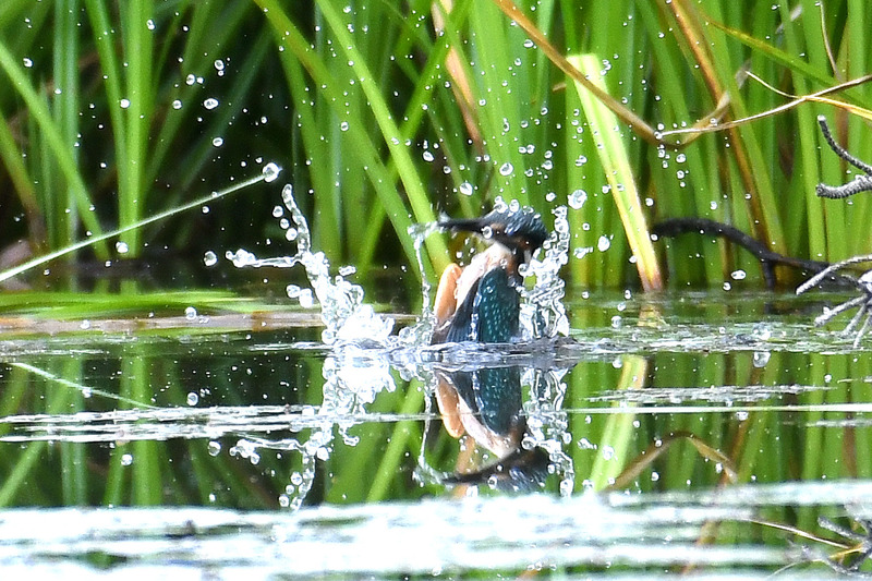 ２０１６／７／２３　池田町”川の公園”にて！　(D500)② (20)