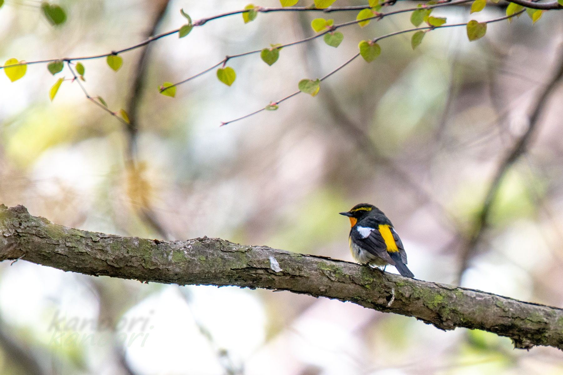 旭川市の公園で撮った野鳥 18 5 4 天まで届け 旭川市の公園で撮った野鳥 18 5 4 天まで届け