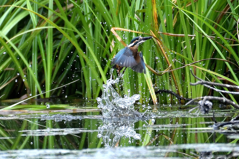 ２０１６／７／２３　池田町”川の公園”にて！　(D500)② (21)