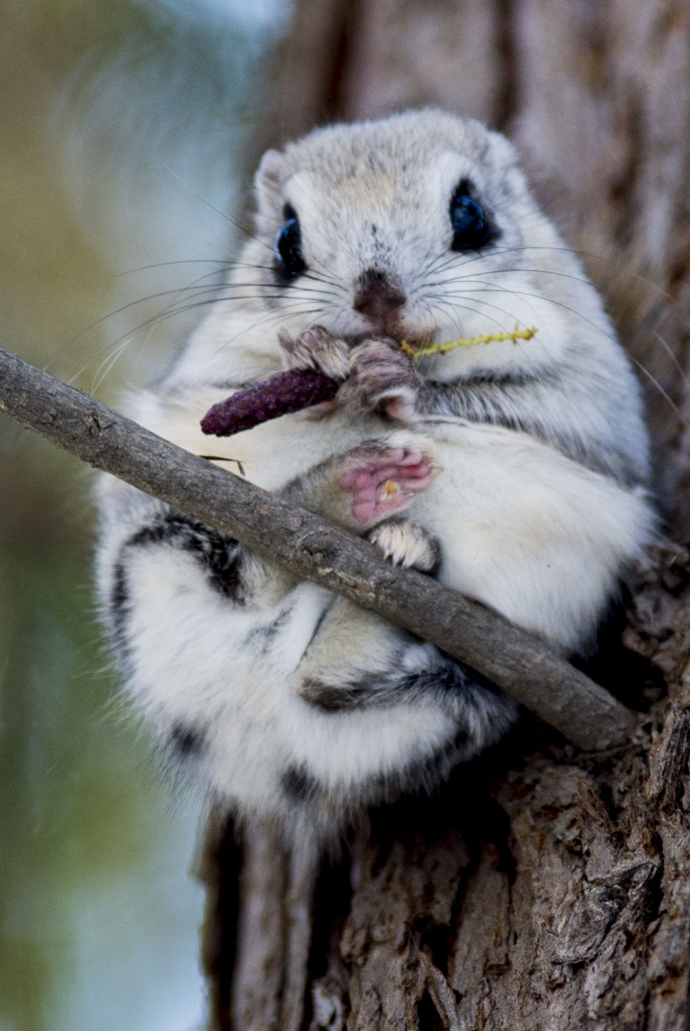 可愛すぎる エゾモモンガ 15 12 29 天まで届け