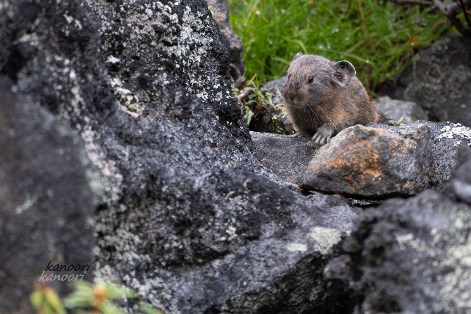 ナキウサギのお山で出会った生き物たち 天まで届け ナキウサギのお山で出会った生き物たち 天まで届け