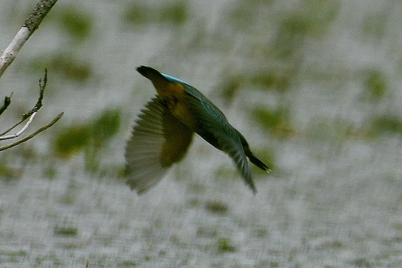 ２０１６／７／２３　池田町”川の公園”にて！　(D500)② (74)