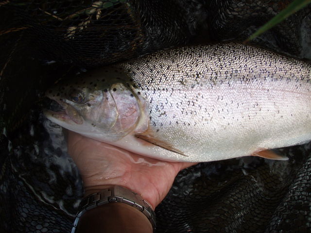 ノリ助 天塩川で43 のニジマス釣りました 妻と釣りと温泉そして時々パチンコ ノリ助 天塩川で43 のニジマス釣りました 妻と釣りと温泉そして時々パチンコ