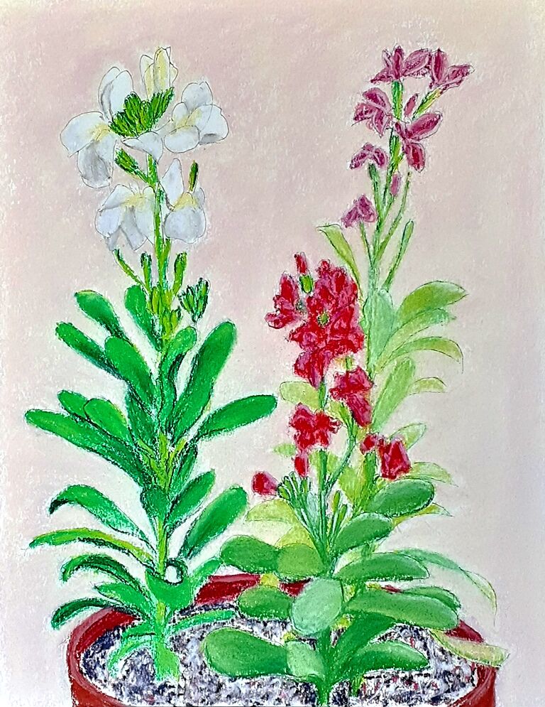 スケッチブック kanotomi                        kanotomi