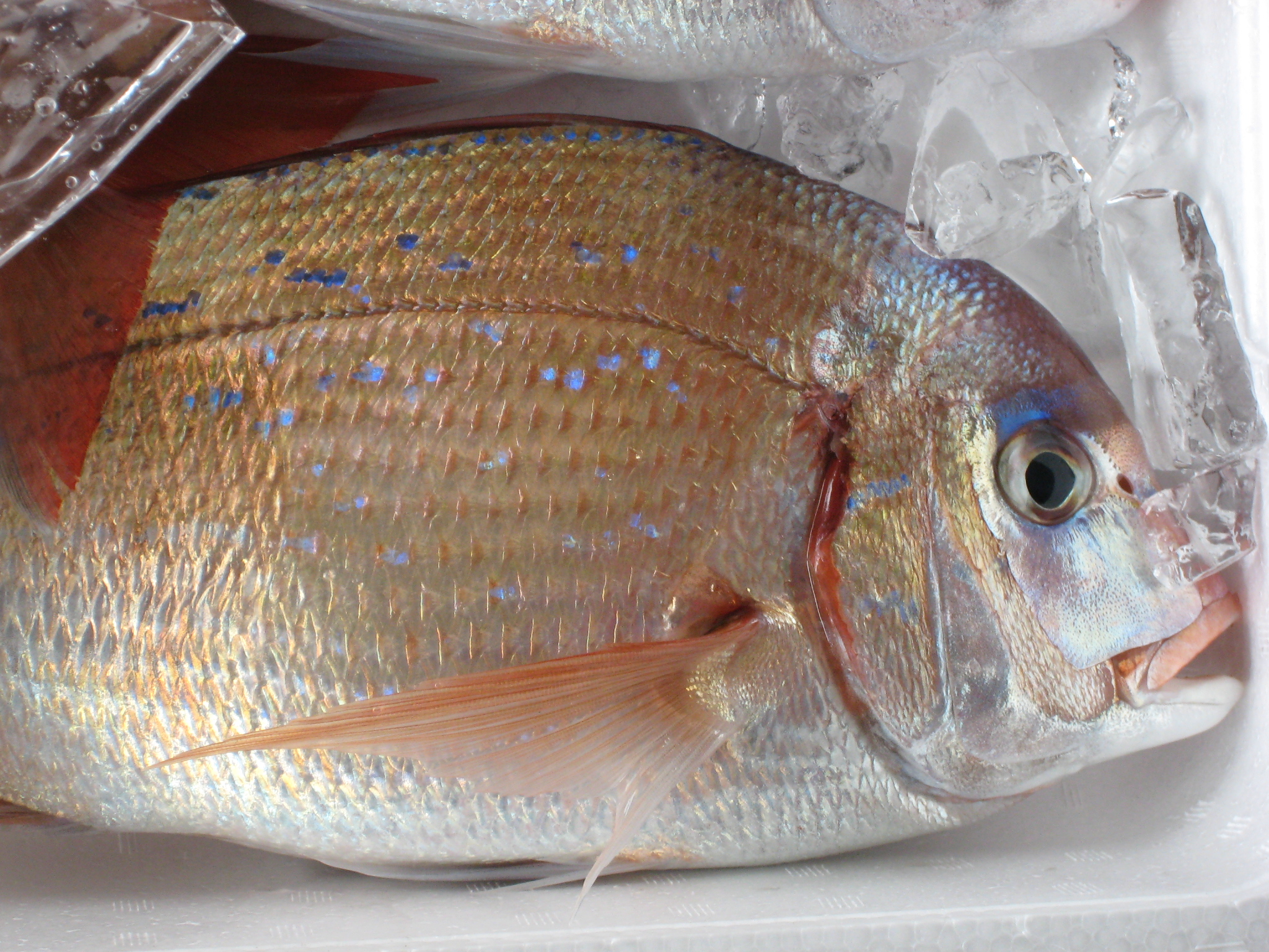 第２回クイズです ヘルシーカンパチ