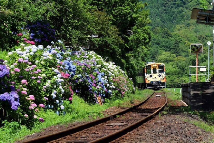 素朴な風景 アジサイ 岡山から雑巾おばさんの粒やき 素朴な風景 アジサイ 岡山から雑巾おばさんの粒やき