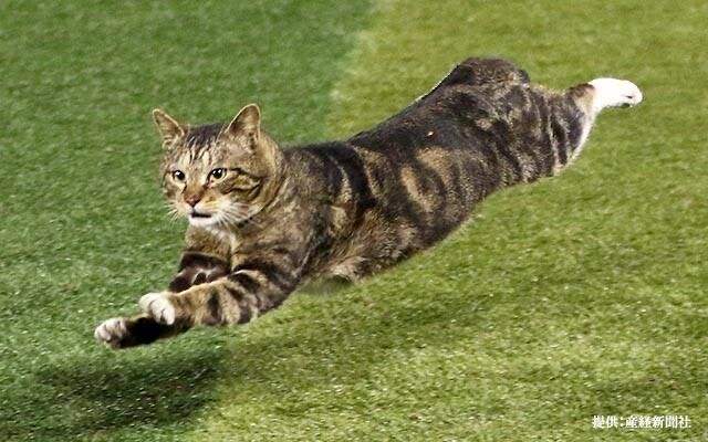 Dena ハマスタに猫が乱入 コールドゲーム後の無人のグラウンドを全力疾走 Nijiirobaseball Info Dena ハマスタに猫が乱入 コールドゲーム後の無人のグラウンドを全力疾走 Nijiirobaseball Info