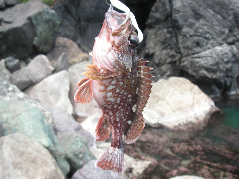 ガシラ カサゴ の捌き方 釣り魚の料理その前に 釣った魚の絞め方 捌き方