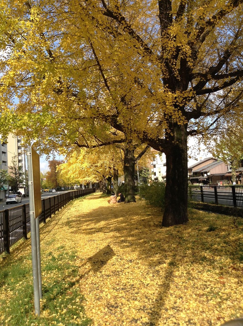 銀杏 葉 種子 おねしょ 物忘れ 認知症 阪本漢方堂の京都かんぽう生活