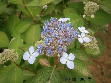 花祭り 甘茶 甘茶蔓 あまちゃづる 雪下 ゆきのした 阪本漢方堂の京都かんぽう生活